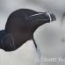 razorbill_msi_h_1280_can0900.jpg